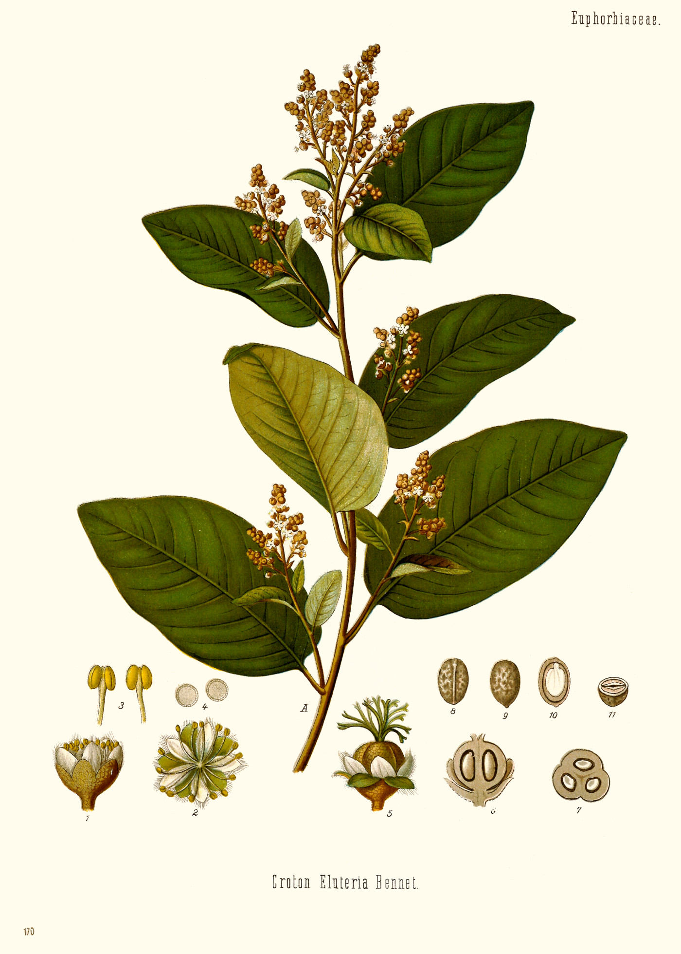croton_eluteria.jpg