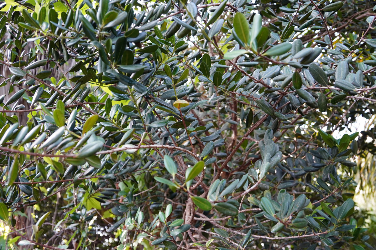 Cryptocarya agathophylla