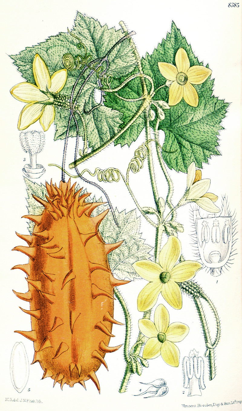 cucumis_metuliferus.jpg