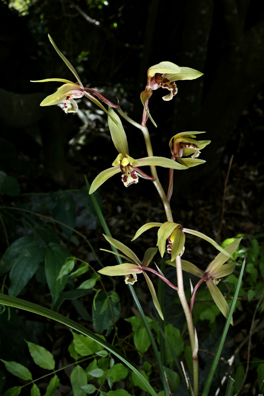 Cymbidium faberi
