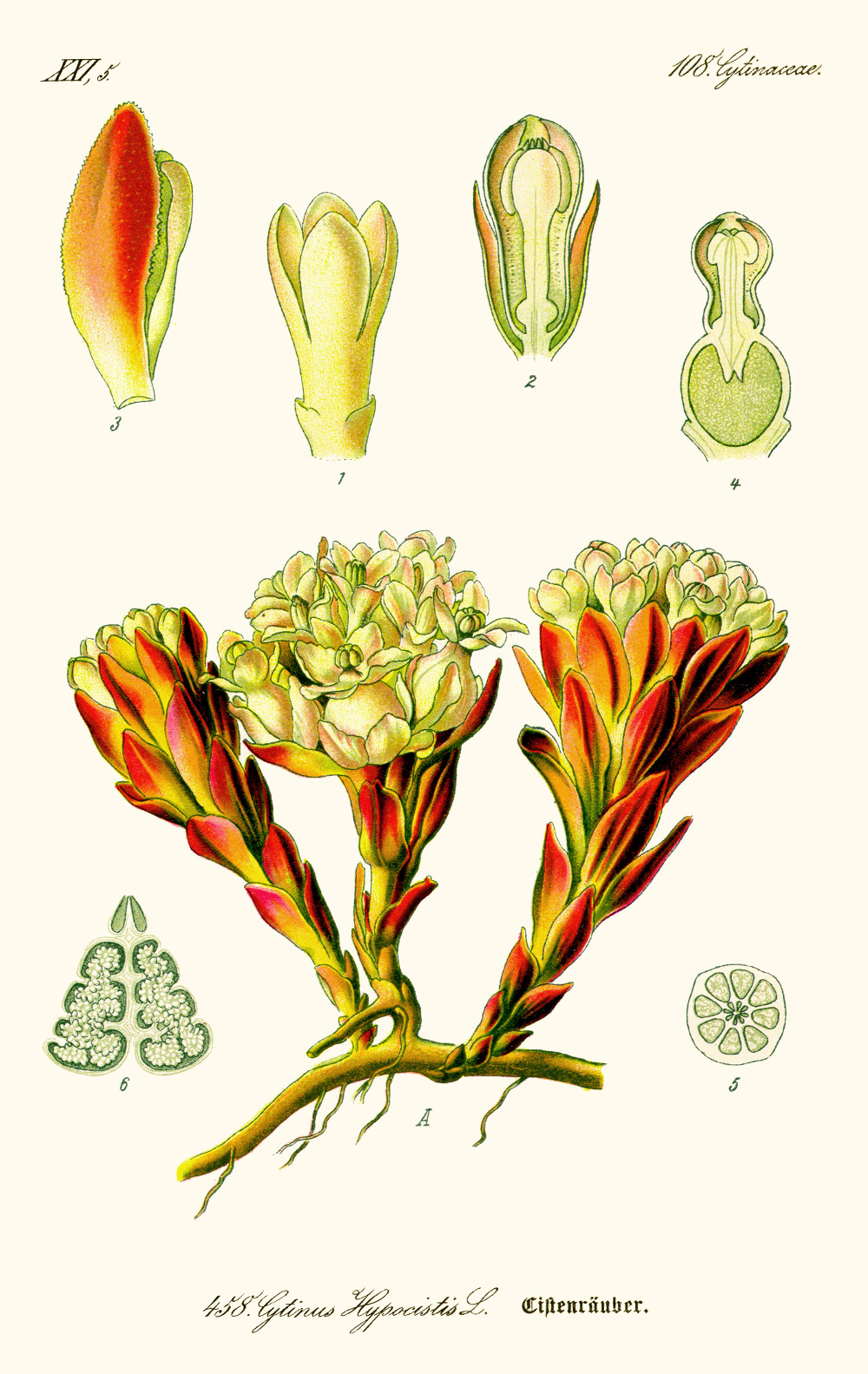 cytinus_hypocistis.jpg