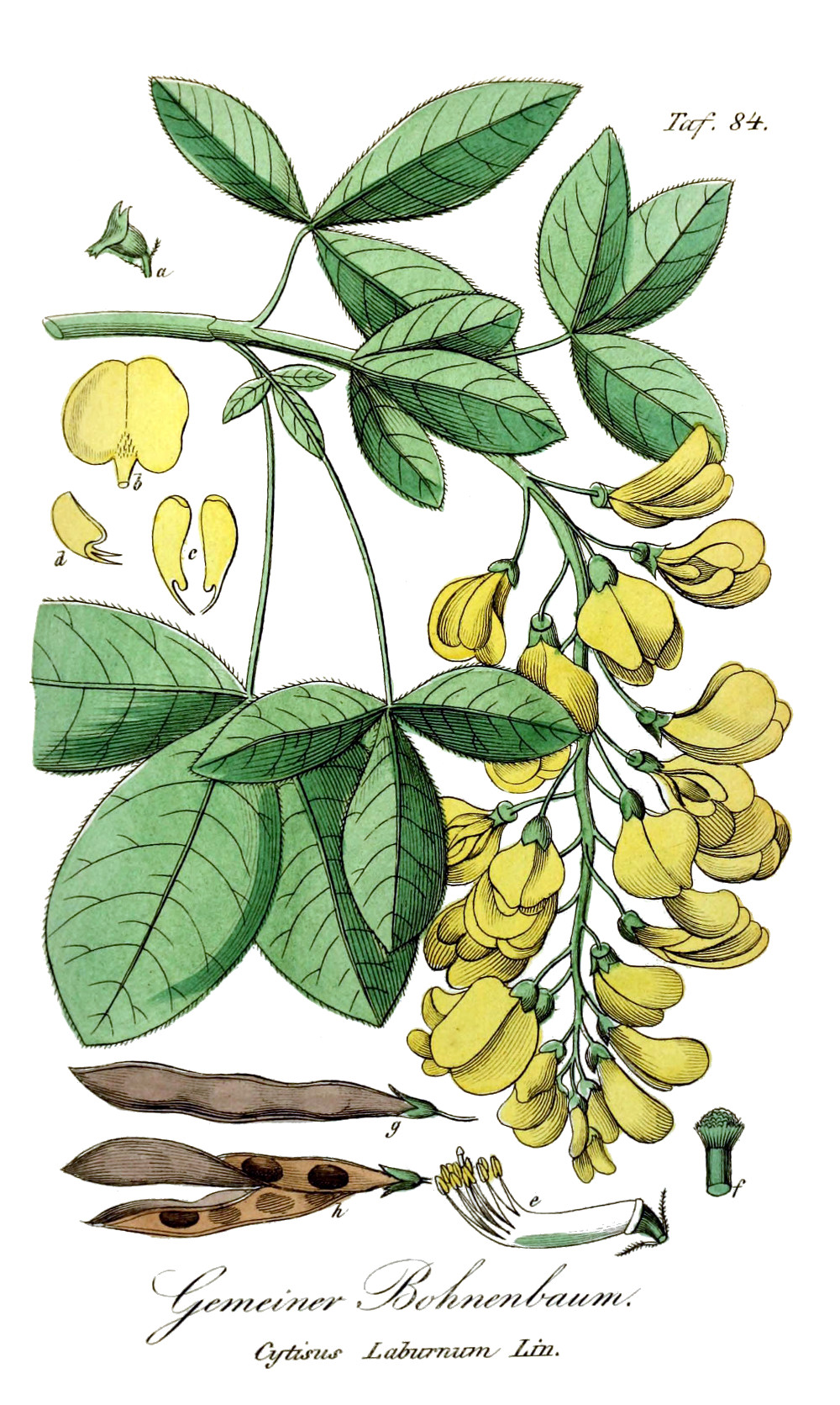 cytisus_laburnum.jpg