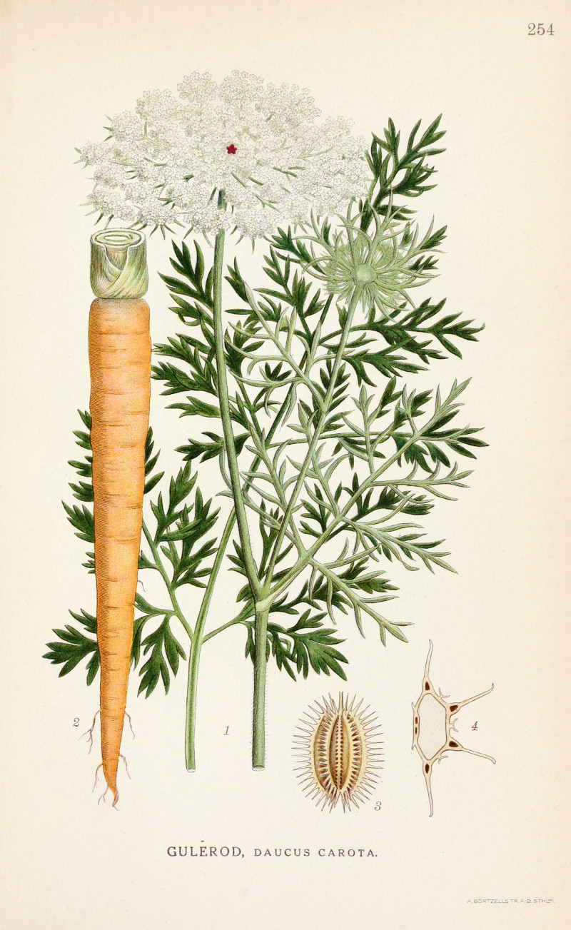 daucus_carota_sat.jpg