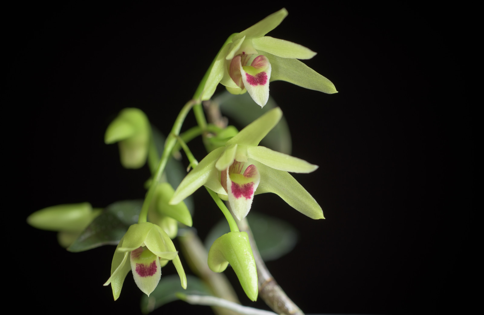 dendrobium_officinale.jpg