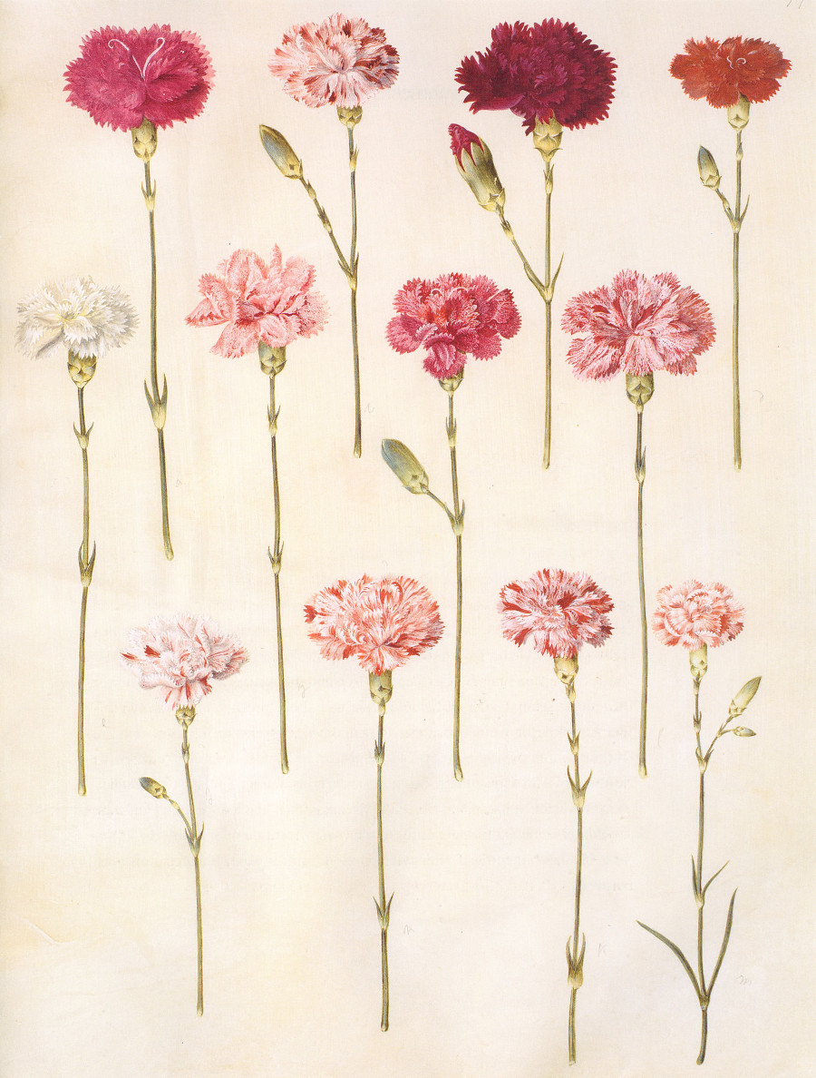 dianthus_caryophyllus.jpg