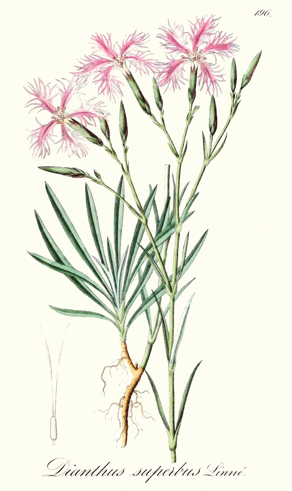 dianthus_superbus.jpg