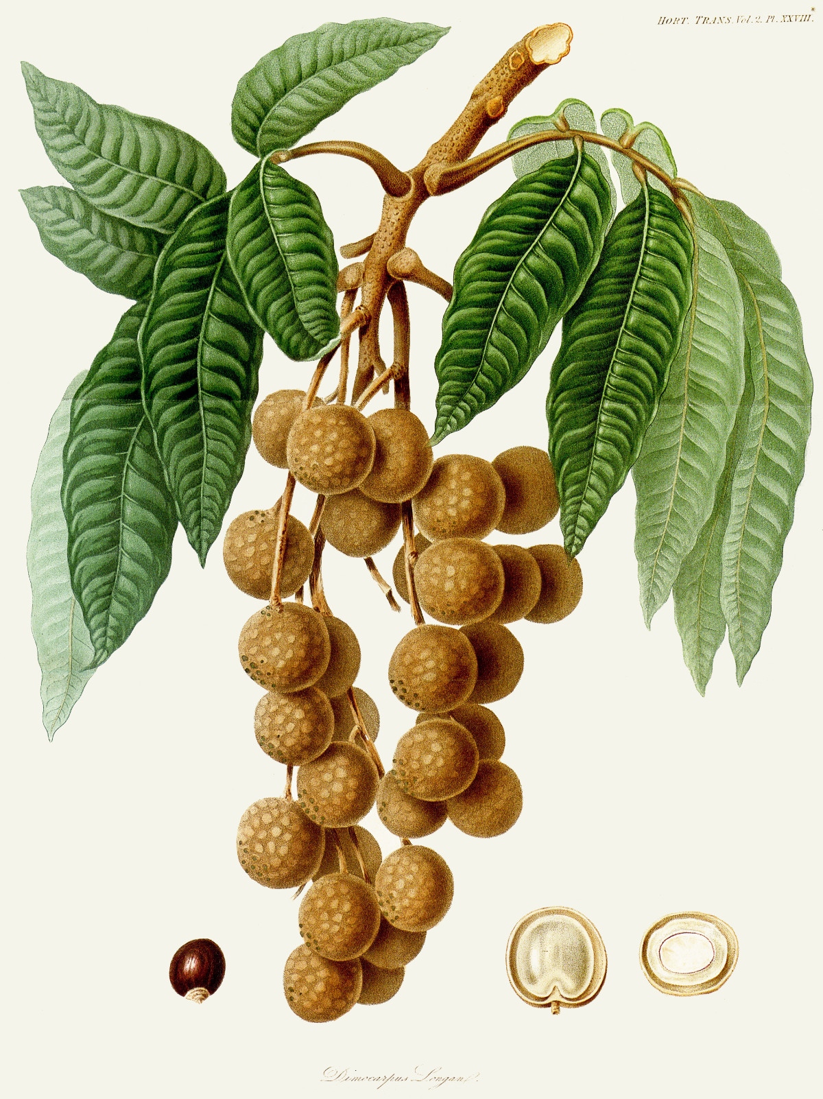 dimocarpus_longan.jpg