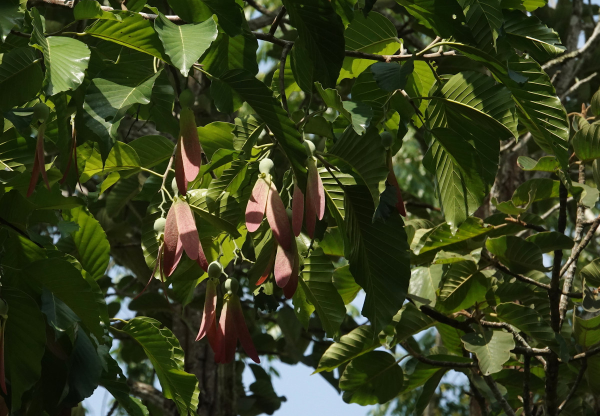 Dipterocarpus turbinatus