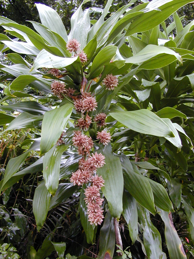 dracaena_fragrans_starr.jpg