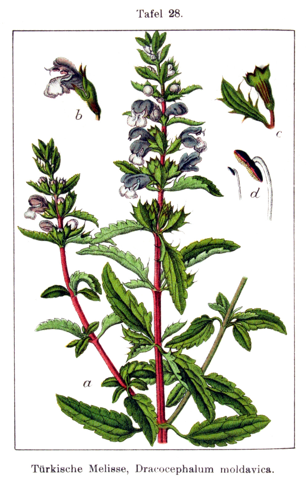dracocephalum_moldavica.jpg