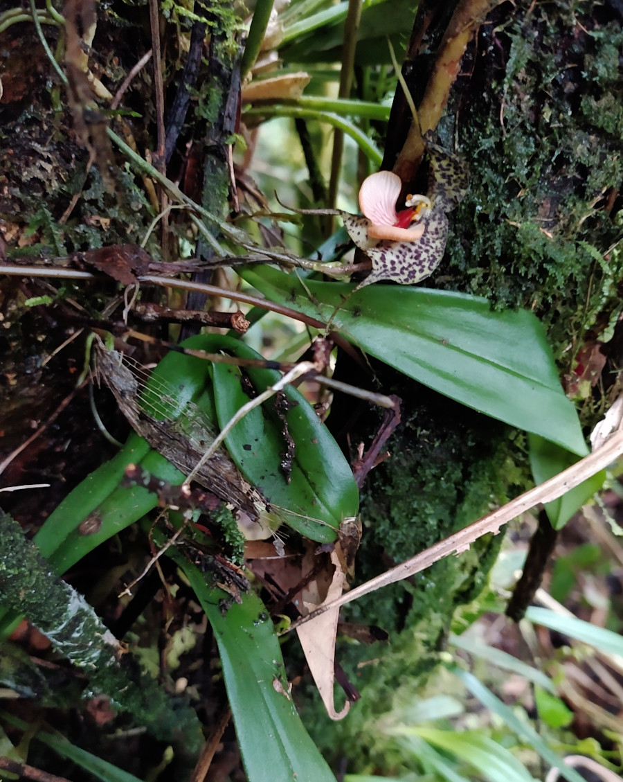 Dracula chestertonii 