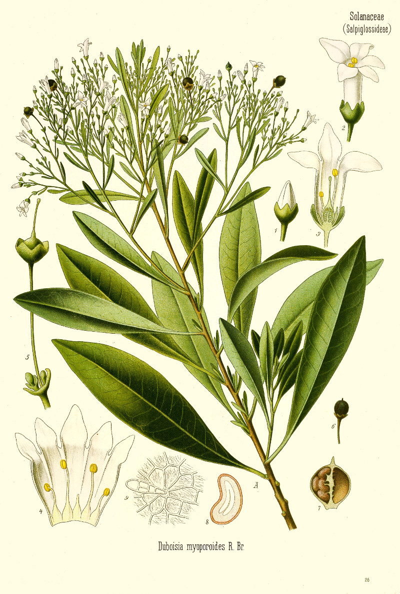 duboisia_myoporoides.jpg