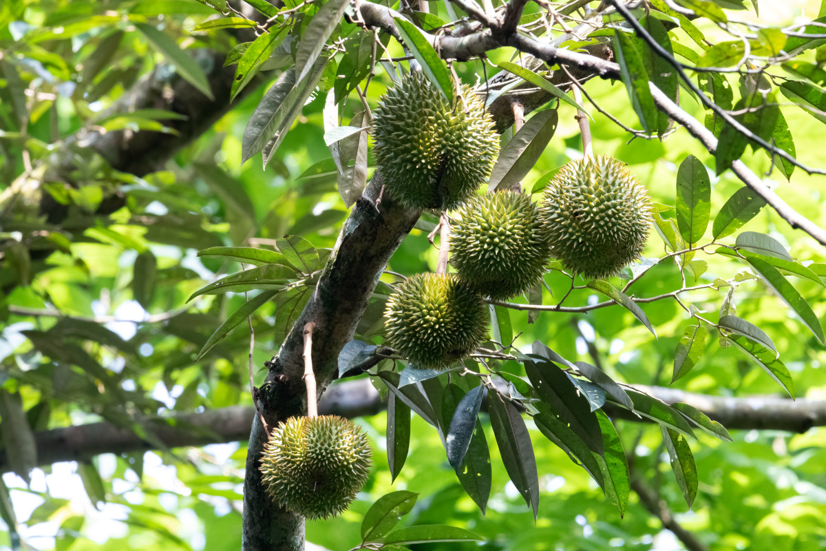 Durio zibethinus
