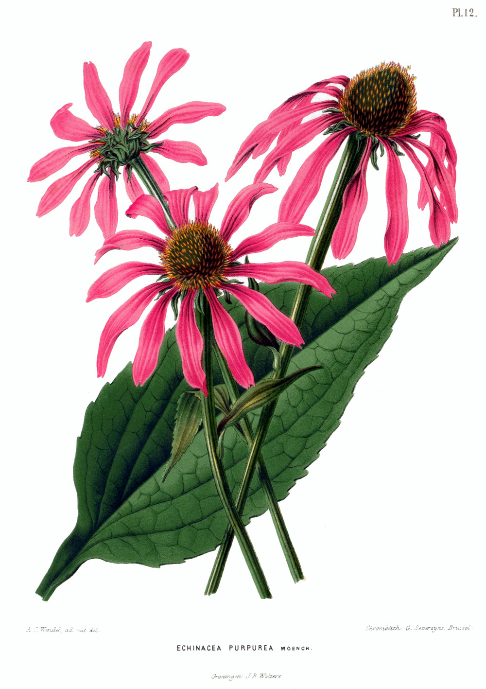 echinacea_purpurea.jpg