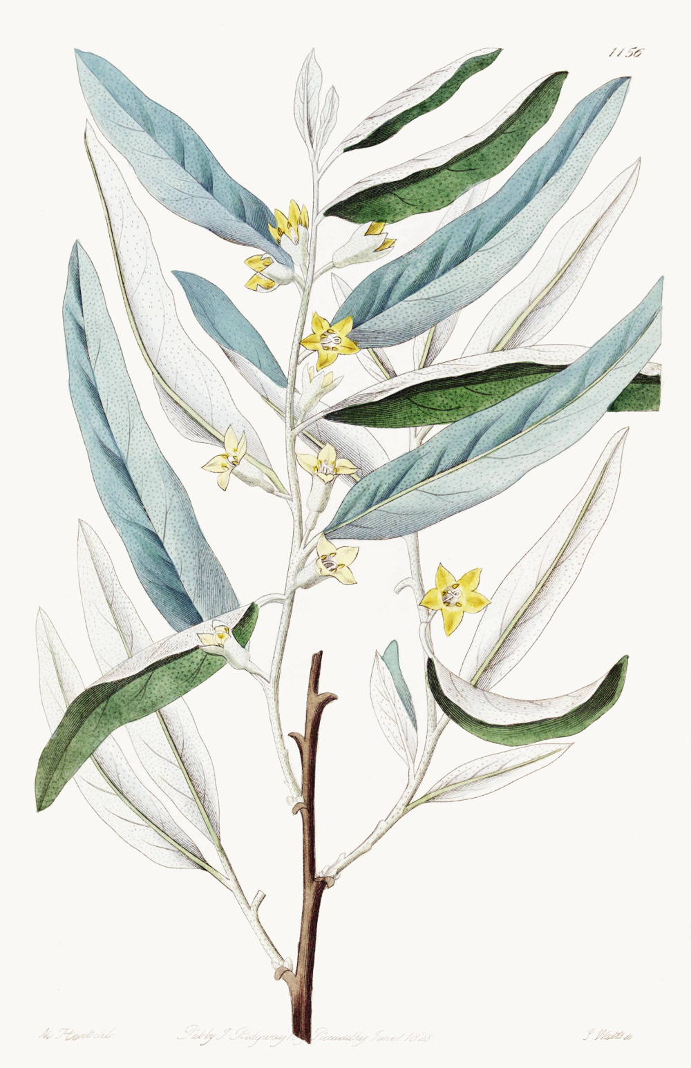 eleagnus_angustifolia_drw.jpg