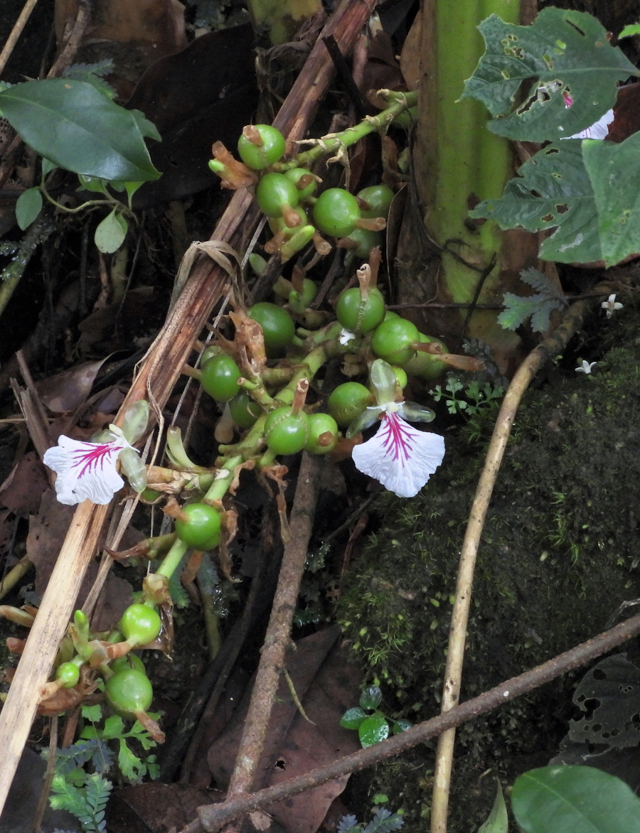 Elettaria cardamomum