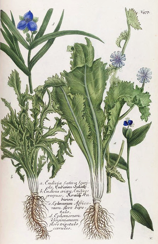 Chicorée Fine de Louviers (Cichorium Endivia)