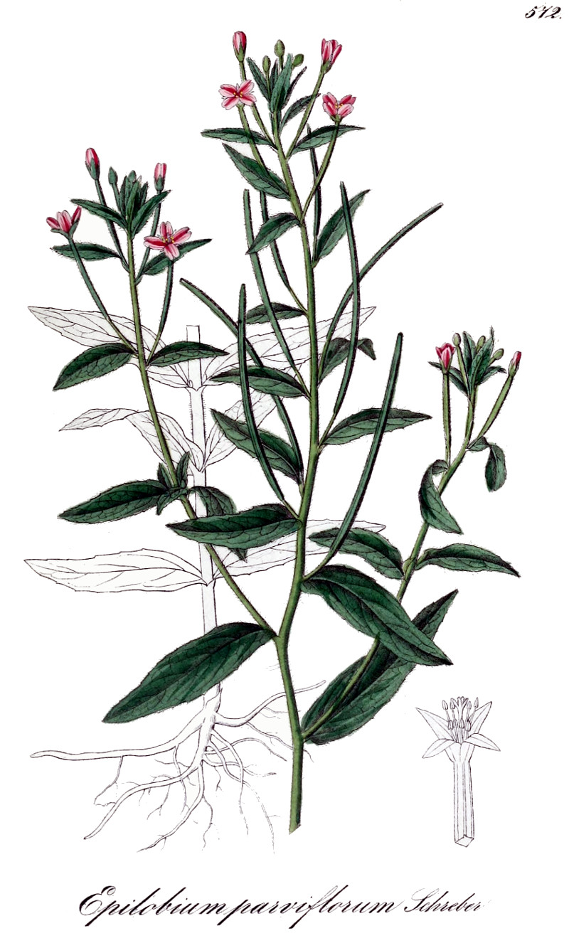 epilobium_parviflorum.jpg