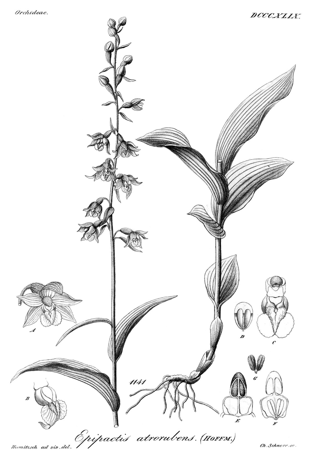 epipactis_atrorubens.jpg