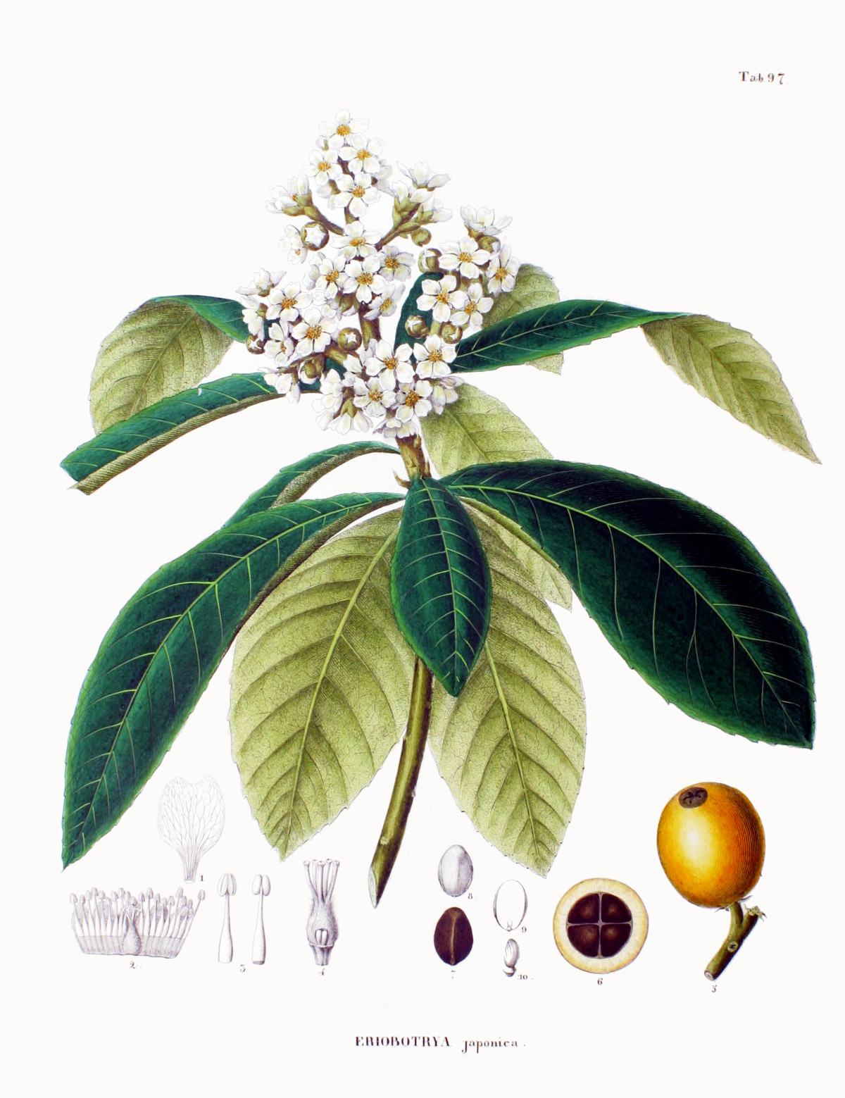 eriobotrya_japonica_siebold.jpg