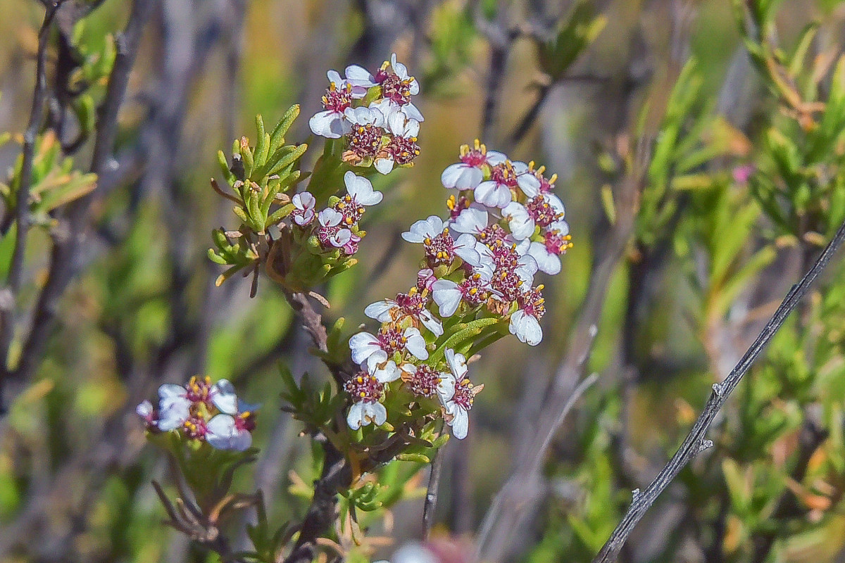 Eriocephalus tenuifolius