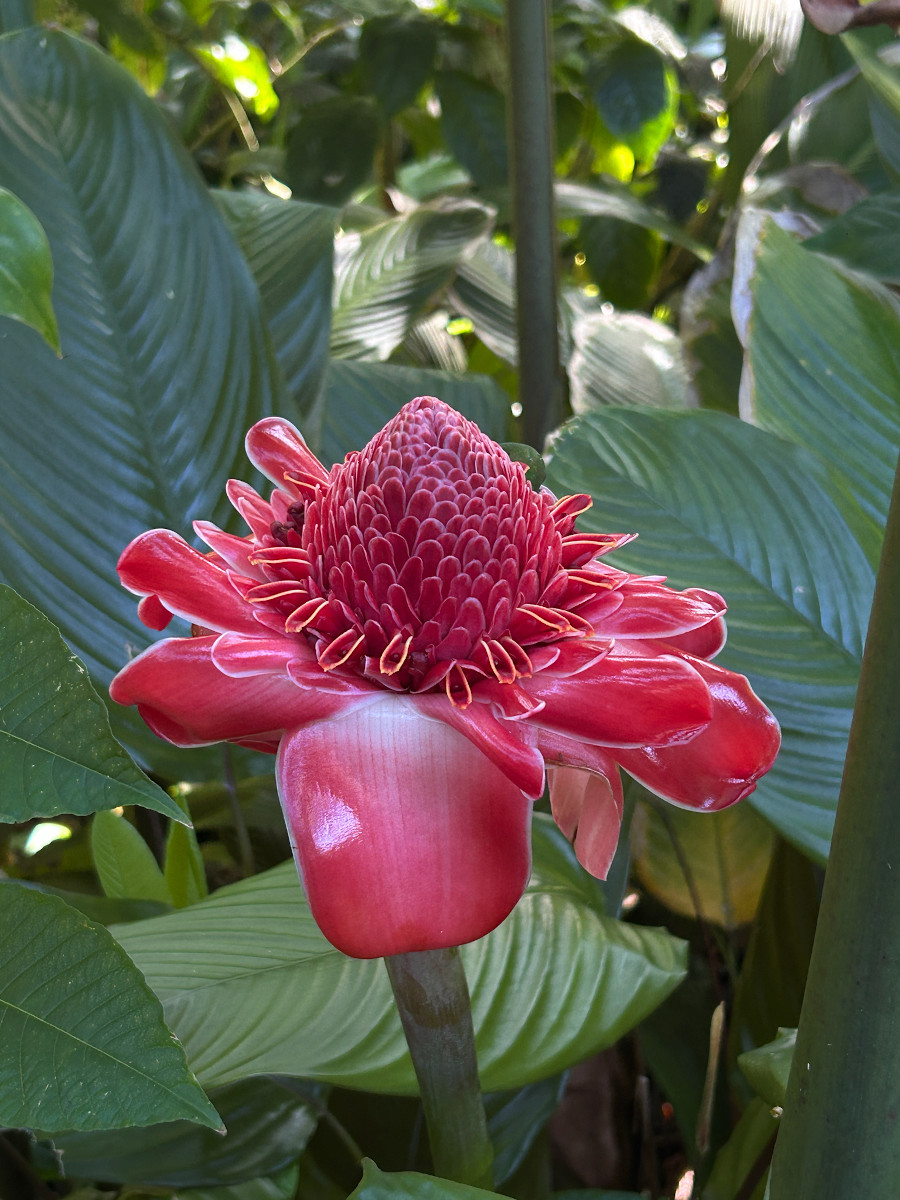 Etlingera elatior