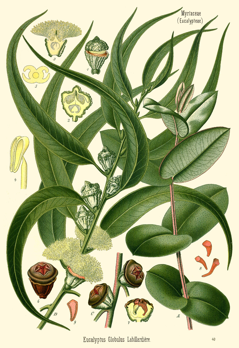 eucalyptus_goelobulus.jpg