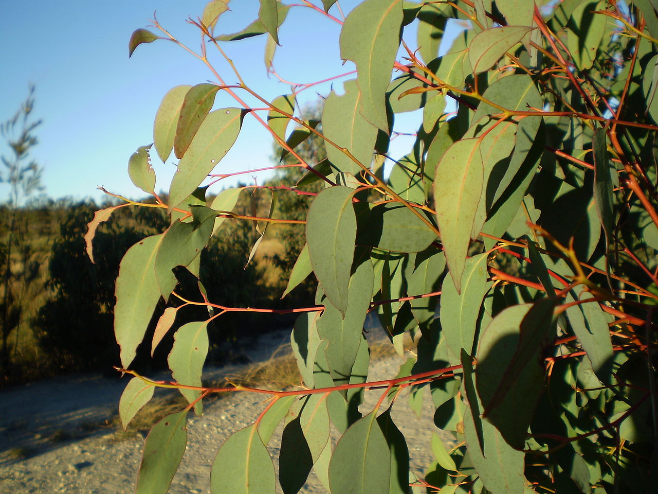 eucalyptus_olida.jpg