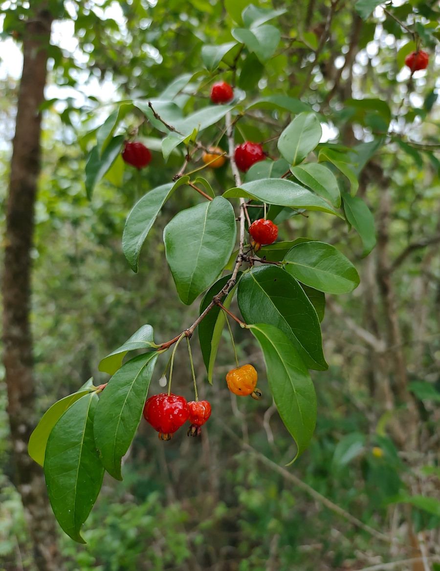 Eugenia uniflora