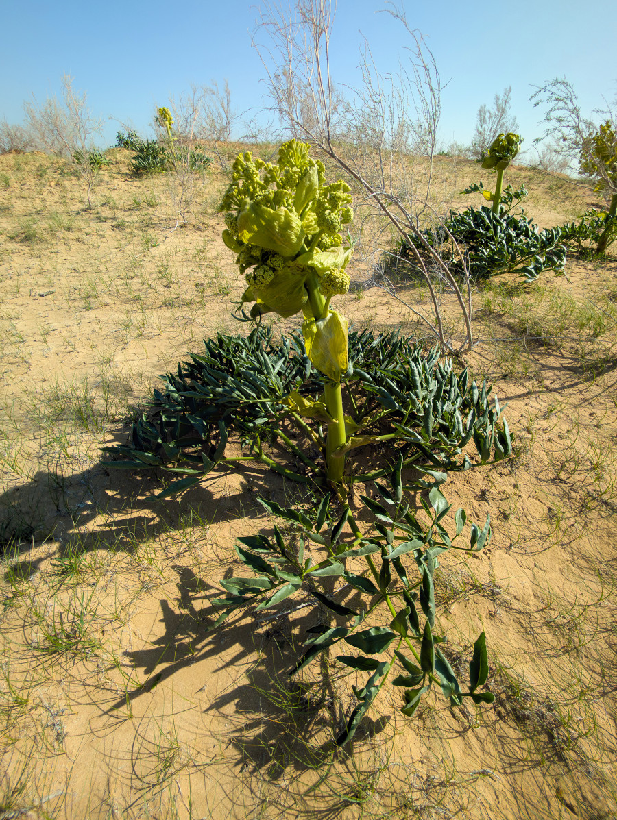 Ferula assa-foetida