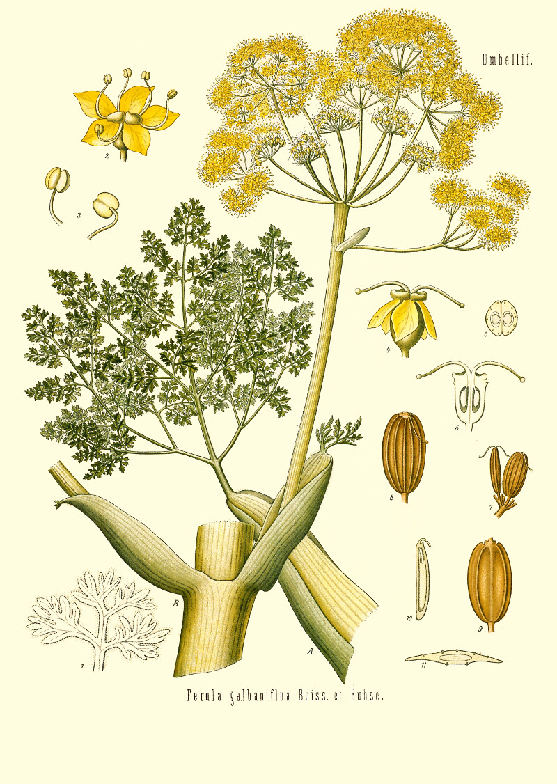 ferula_gummosa.jpg