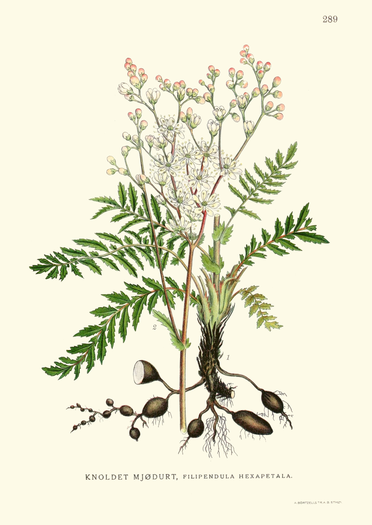 filipendula_hexapetala.jpg