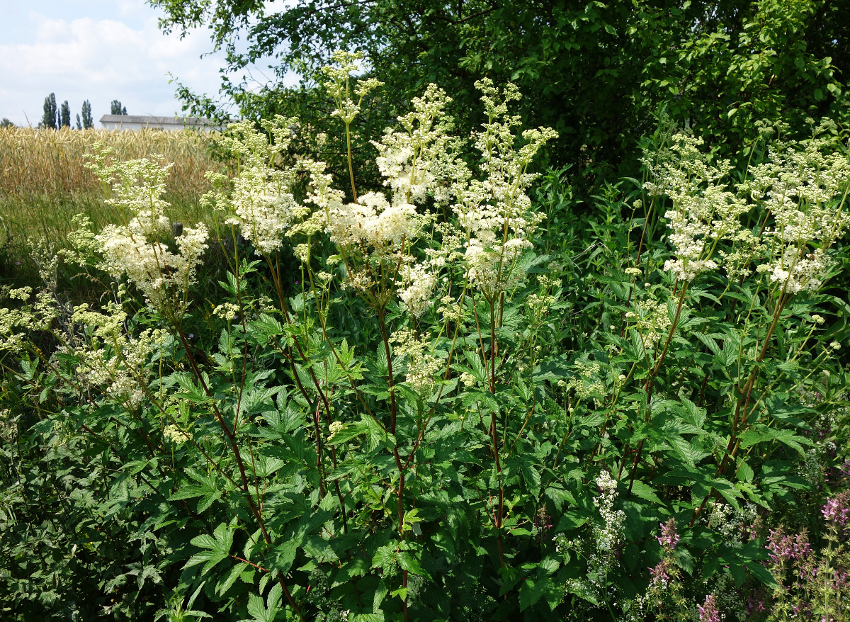 filipendula_ulmaria_p.jpg