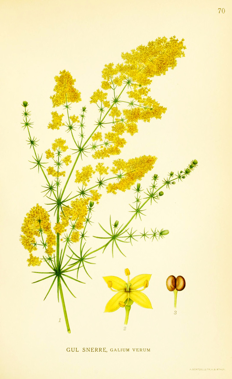 galium_verum.jpg