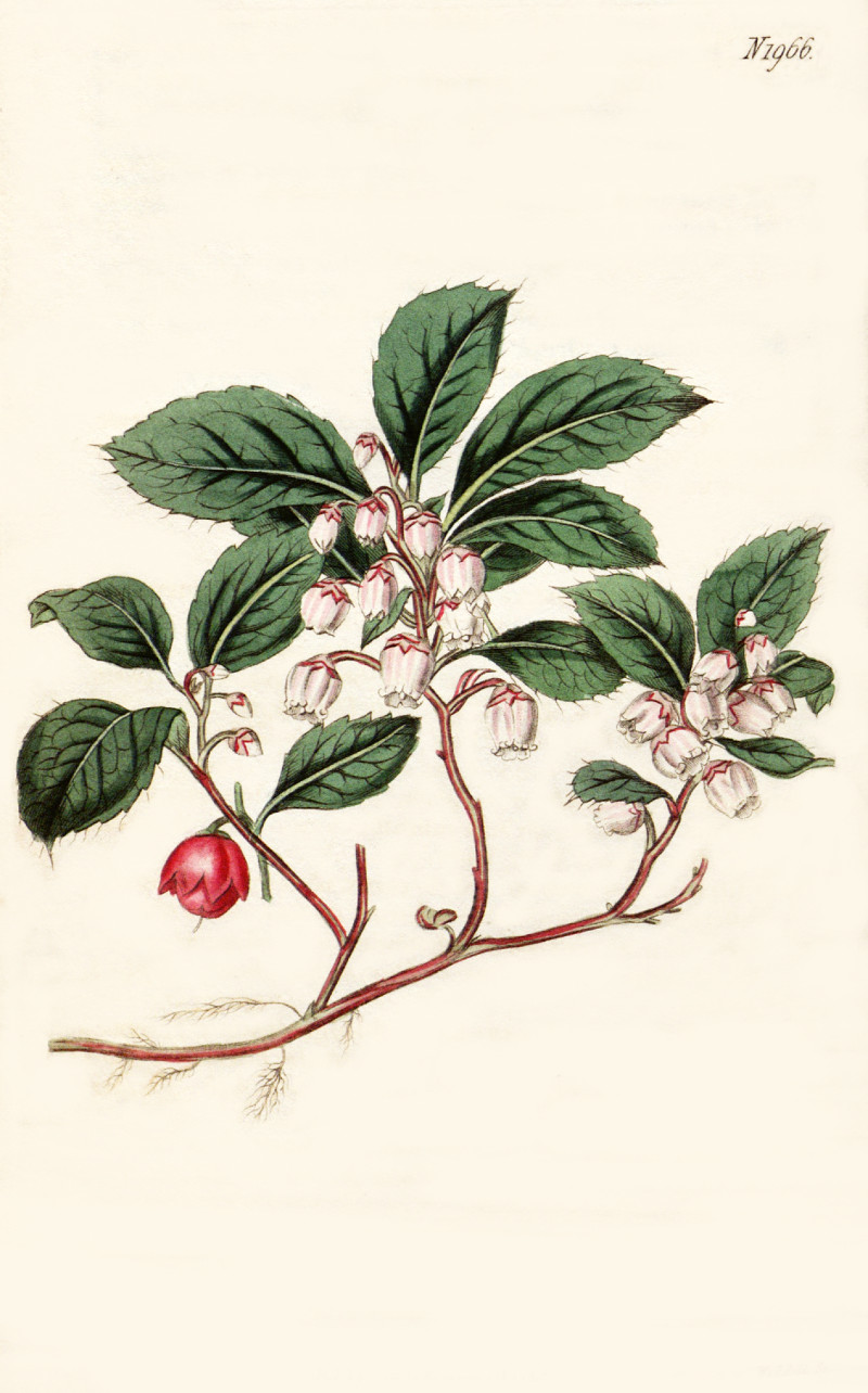 gaultheria_procumbens.jpg