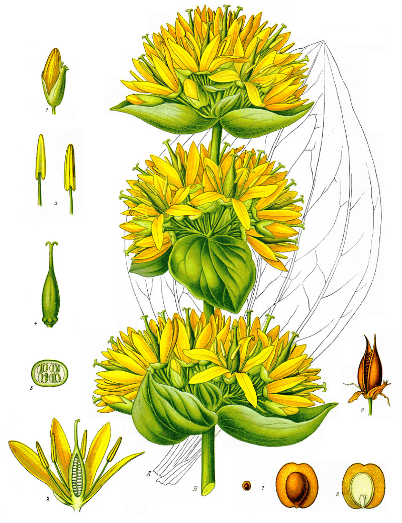 gentiana_lutea.jpg