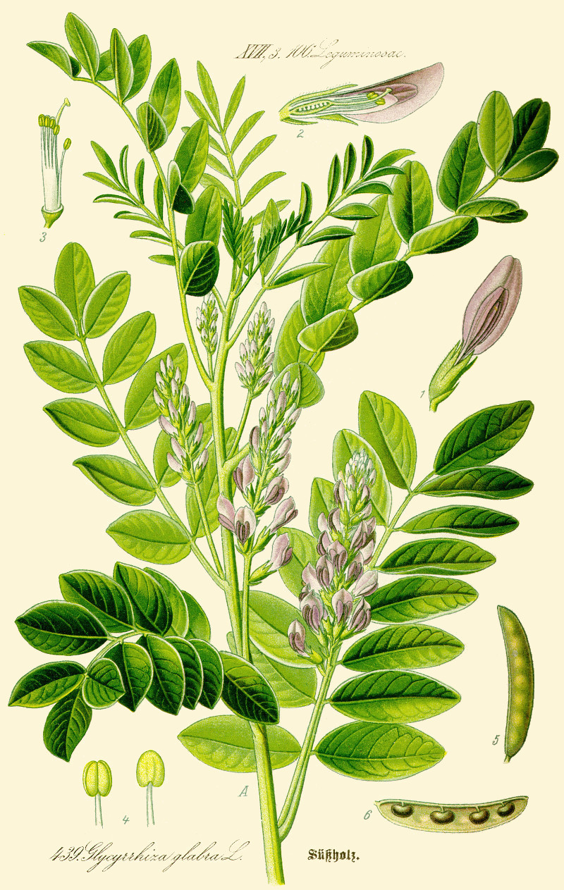 glycyrrhiza_glabra.jpg