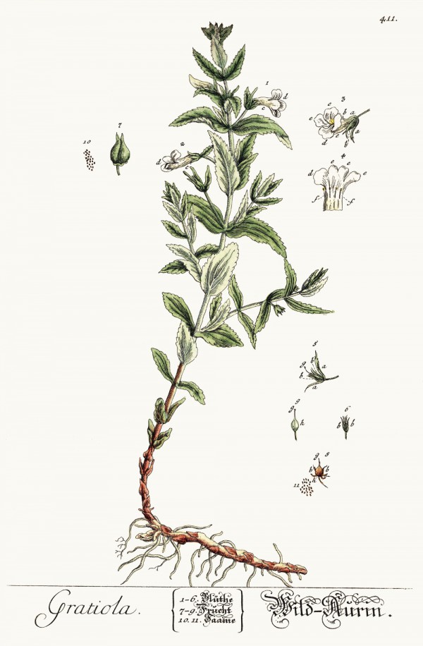 gratiola_officinalis.jpg