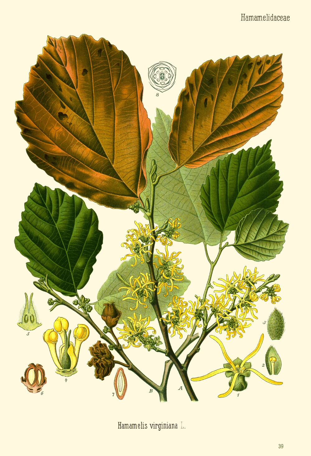 hamamelis_virginiana.jpg