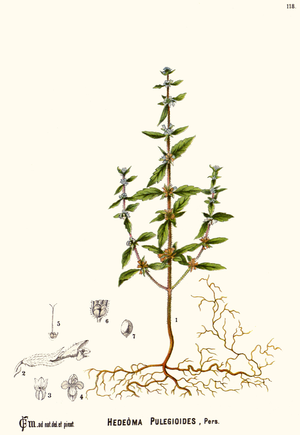 hedeoma_pulegioides.jpg