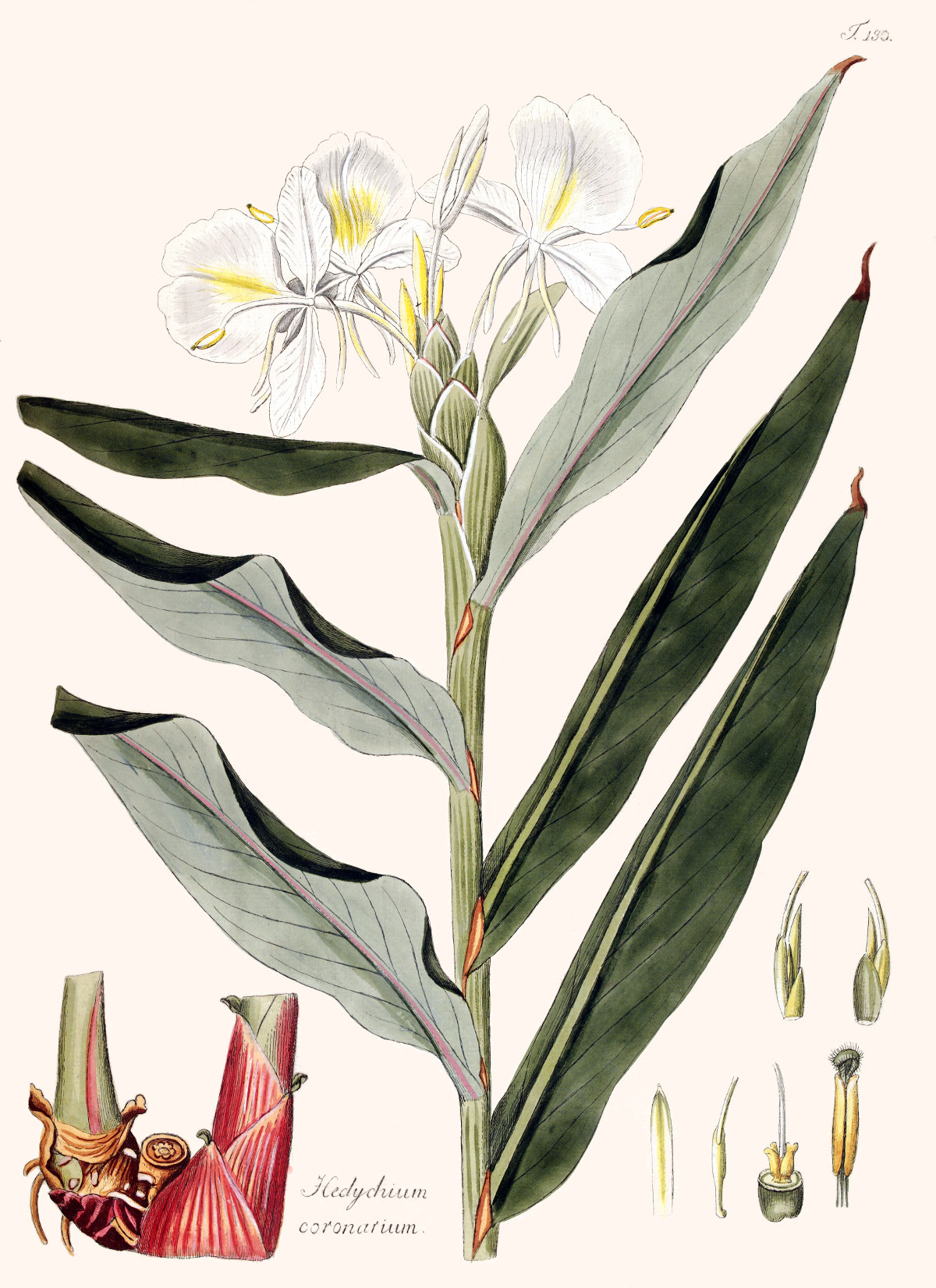 hedychium_coronarium.jpg