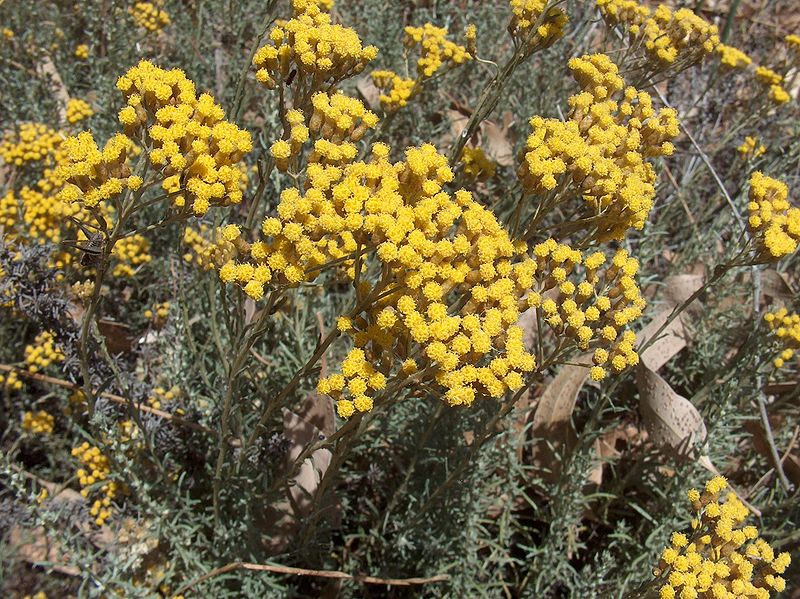 helichrysum_italicum_subsp_microphyllum.jpg