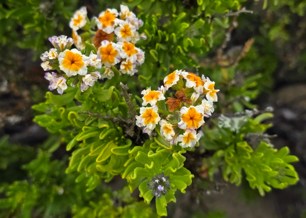 Heliotropium floridum