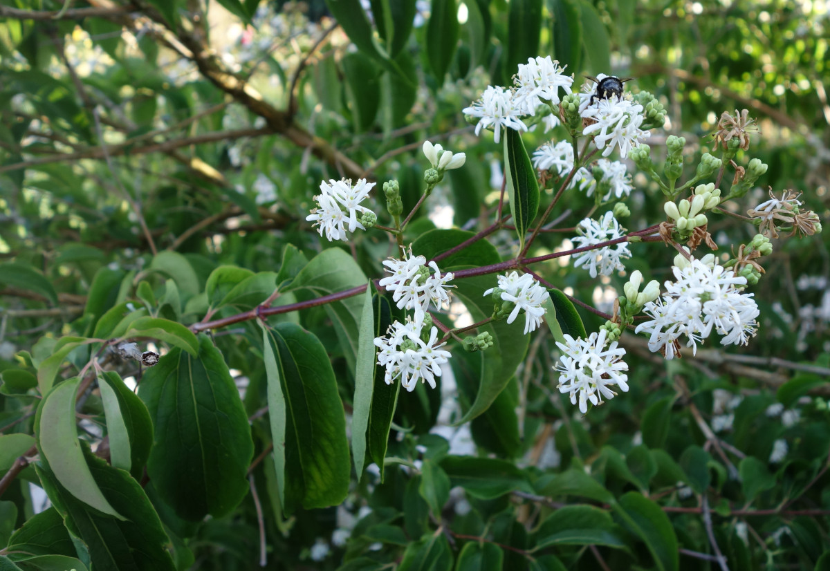 heptacodium_miconioides.jpg