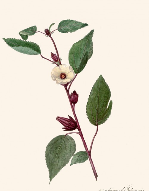 hibiscus_sabdariffa.jpg