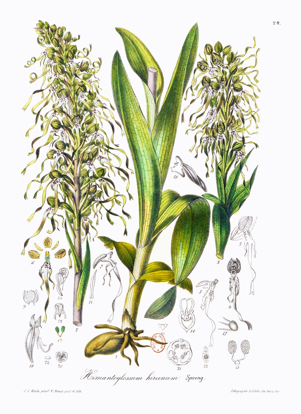 himantoglossum_hircinum.jpg