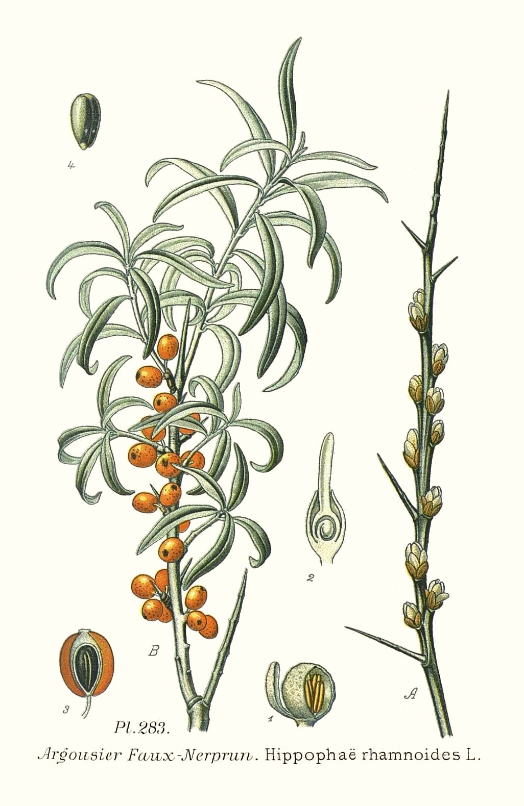 hippophae_rhamnoides.jpg