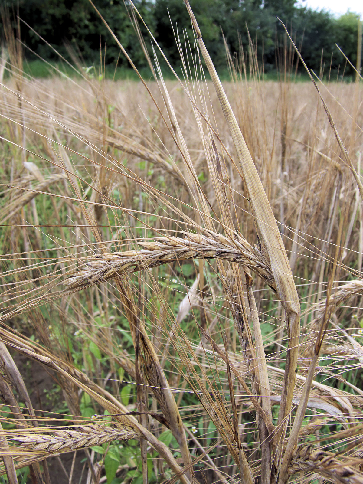 hordeum_vulgare.jpg