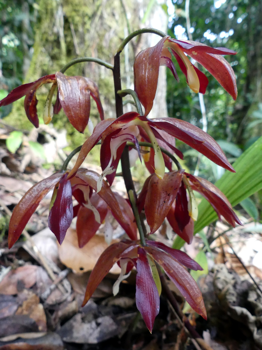 Houlletia odoratissima