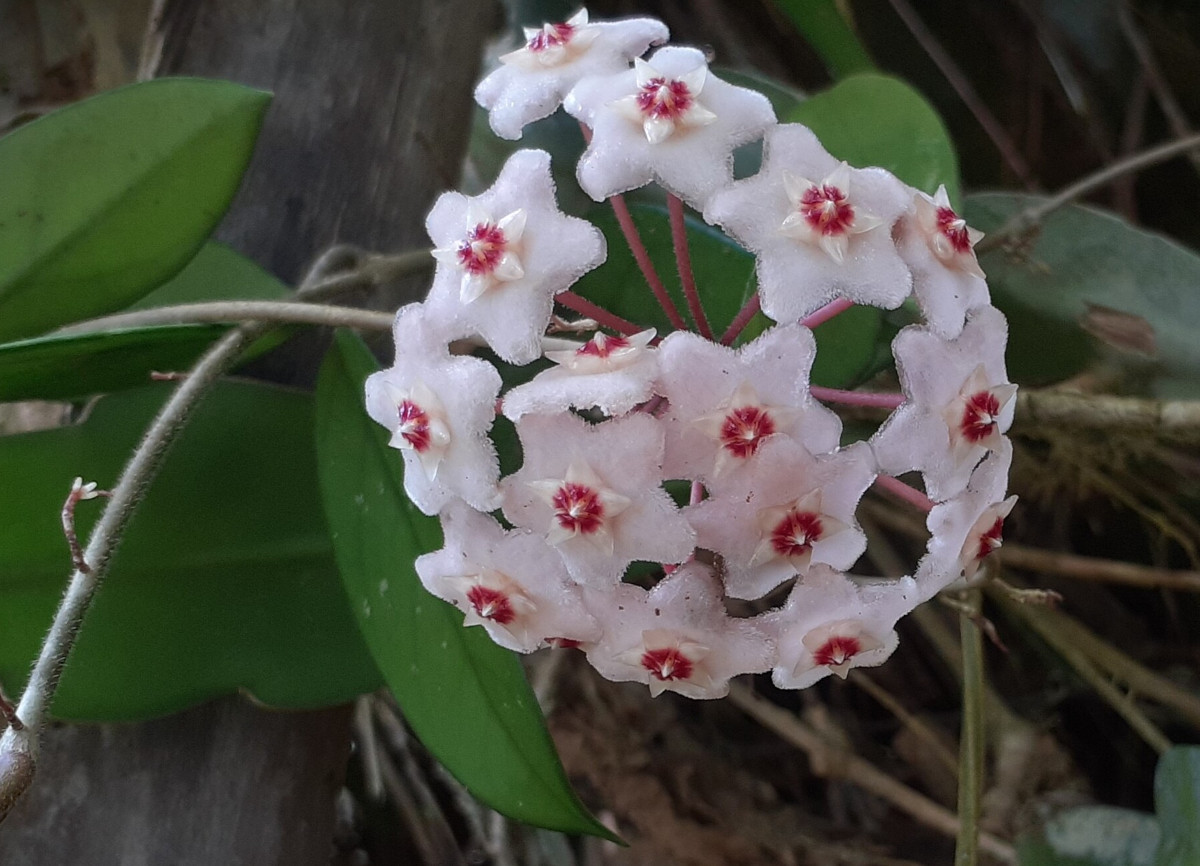 Hoya carnosa